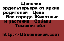 Щеночки эрдельтерьера от ярких родителей › Цена ­ 25 000 - Все города Животные и растения » Собаки   . Томская обл.